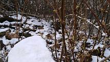 V úterý 31. března se také v Pavlově na Jihlavsku objevil sníh.