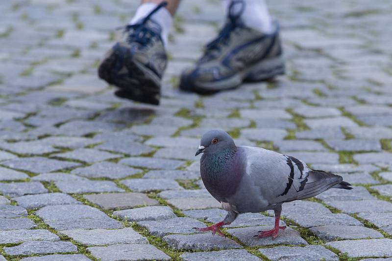 Holubi na Masarykově náměstí v Jihlavě.