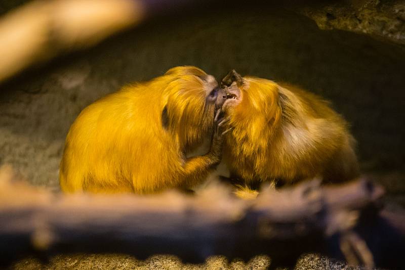 Uzavřená zoologická zahrada v Jihlavě.