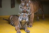 Tygři sumaterští Cinta a Dandys v jihlavské zoo.