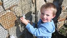 Jihlavská zoo návštěvníkům přiblížila, proč je důležité chránit mořské želvy.