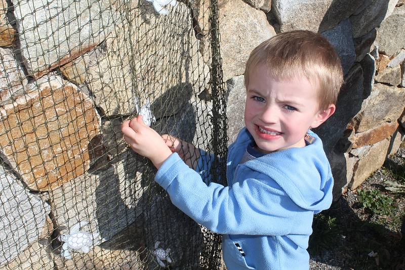 Jihlavská zoo návštěvníkům přiblížila, proč je důležité chránit mořské želvy.