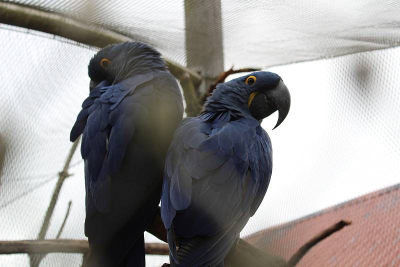 JIhlavská zoo má i na podzim co nabídnout. Mimo jiné je tam několik mláďat.