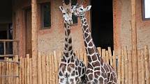 Jedním z největších lákadel jihlavské zoologické zahrady je pavilon žiraf, který byl otevřen loni. Také díky němu zoo trhá rekordy v návštěvnosti.