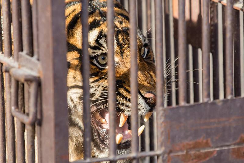 Jihlavská zoo má nového samce tygra sumaterského ze Zoo Brno.