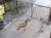 Na novou zoo si samec zebry těžko zvyká.
