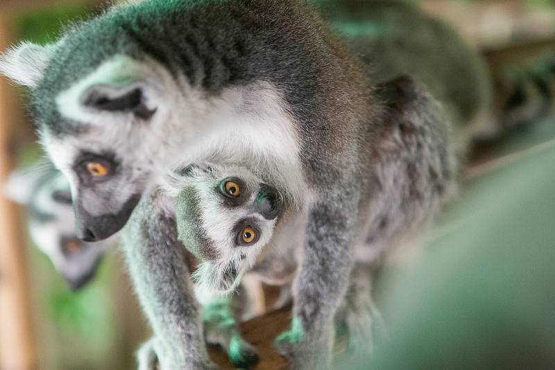 Zoo Jihlava.