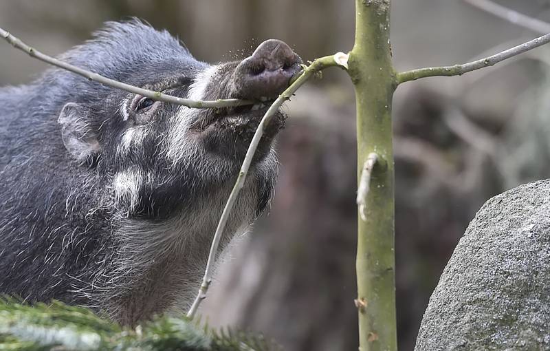 Zoo Jihlava.