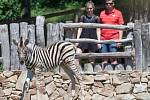 Mládě zebry v jihlavské ZOO.