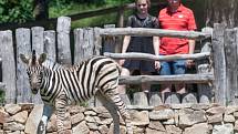 Mládě zebry v jihlavské ZOO.