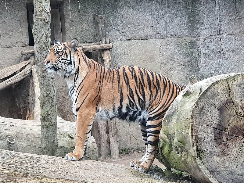 První dny byly v jihlavské zoologické zahradě poklidné. Návštěvníci neměli problém se ke zvířatům dostat, ta si to náležitě užívala.