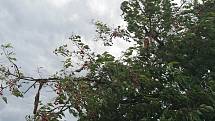 Třešně v aleji u Pavlova na Jihlavsku momentálně obývají škůdci. Ty mohou značnou část úrody dokonce zničit.