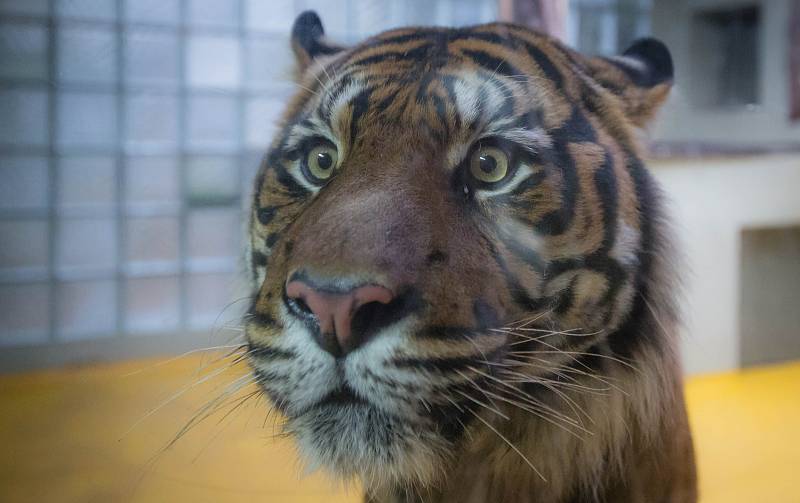 Jihlavská zoo má nového samce tygra sumaterského ze Zoo Brno.