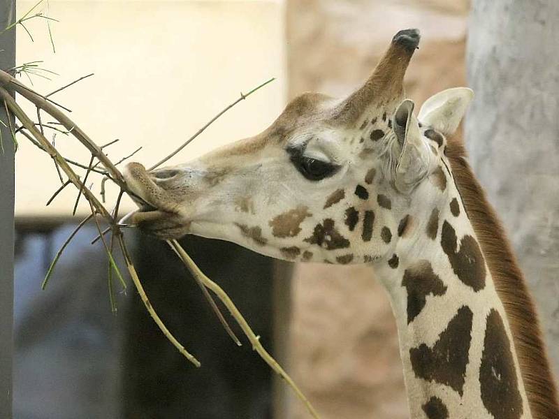 Žirafáci Manu, Paul a Zuberi jsou nyní jedním z největších lákadel jihlavské zoologické zahrady. Návštěvníci je v nové expozici obdivují od června.