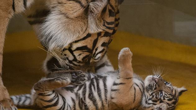 Nové přírůstky v jihlavské ZOO.