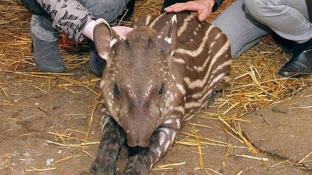 Křtiny malého tapíra v jihlavské zoologické zahradě