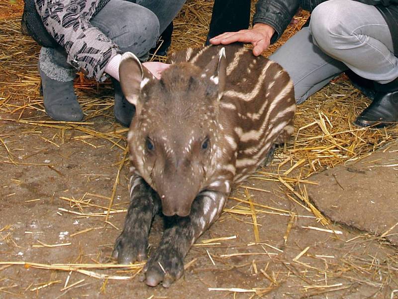 Křtiny malého tapíra v jihlavské zoologické zahradě