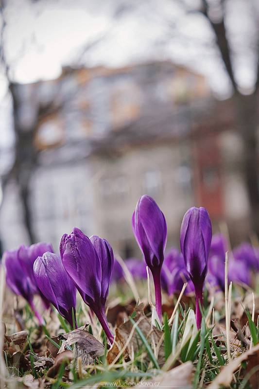 Krokusy ozdobily Jihlavu.