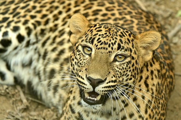 V jihlavské zoologické zahradě mají pro návštěvníky vždy připravený nějaký program.