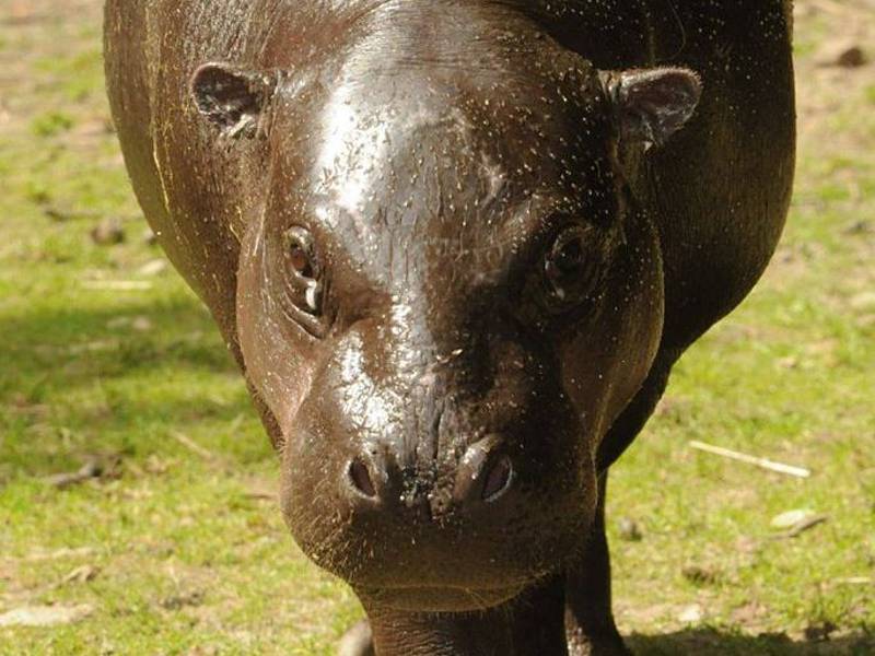 Hrošík je jedním z nováčků během tohoto léta v jihlavské zoologické zahradě.