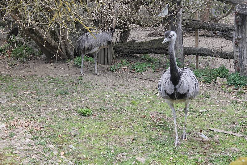 Po 115 dnech opět otevřela jihlavská zoologická zahrada. Nejčastěji přišly maminky s dětmi, které neodradilo ani chladné počasí.