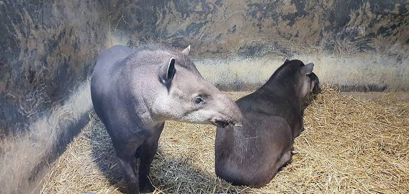 První dny byly v jihlavské zoologické zahradě poklidné. Návštěvníci neměli problém se ke zvířatům dostat, ta si to náležitě užívala.