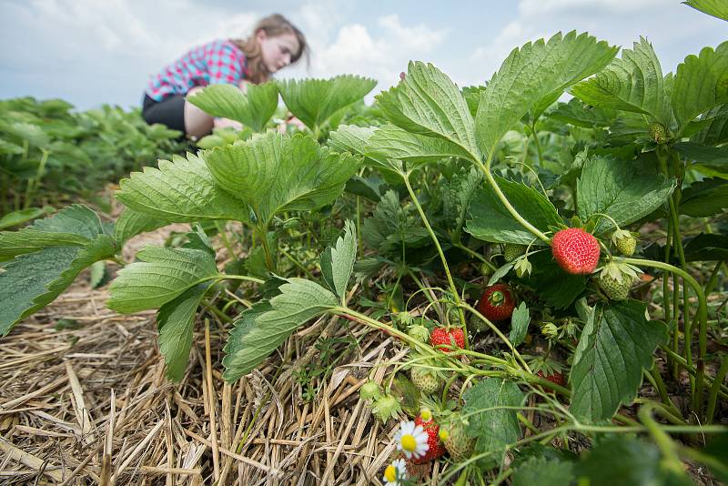 Samosběr jahod na farmě Lubomíra Šantrůčka v České Bělé.