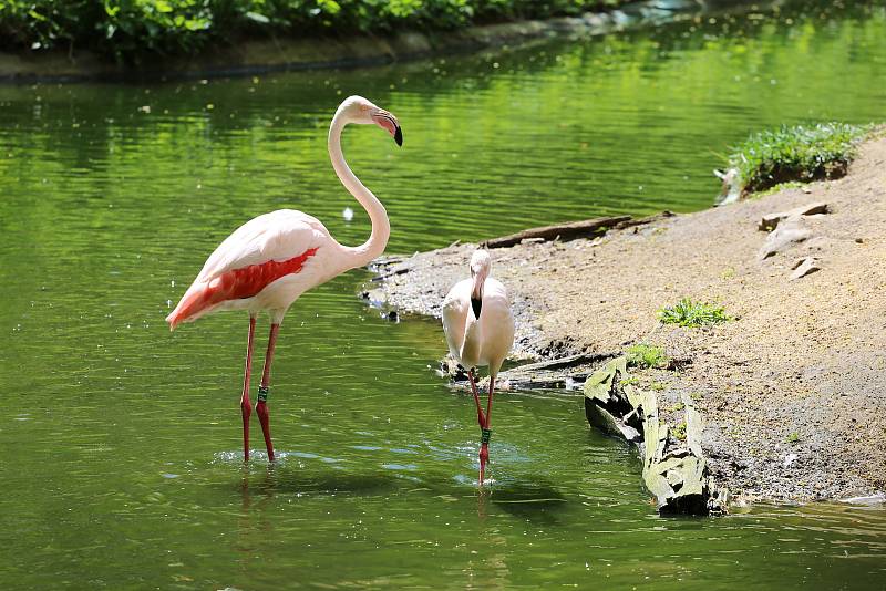 Zoo Jihlava loni v květnu.