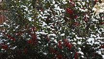 V pátek 20. listopadu pocukrovala letošní první dávka sněhu Vysočinu.
