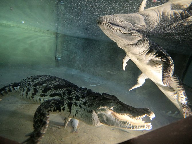 Dominantou nového Tropického pavilonu jihlavské zoologické zahrady jsou krokodýli. Bydlí zde například krokodýl čelnatý Rocco, který je nejstarším obyvatelem zoo vůbec.