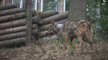 Do jihlavské zoologické zahrady se po zabezpečení výběhu vrátila dvojice vlka iberského.