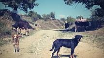 Poznávacím znakem Rumunska včetně českých vesnic v rumunském Banátu jsou toulaví psi