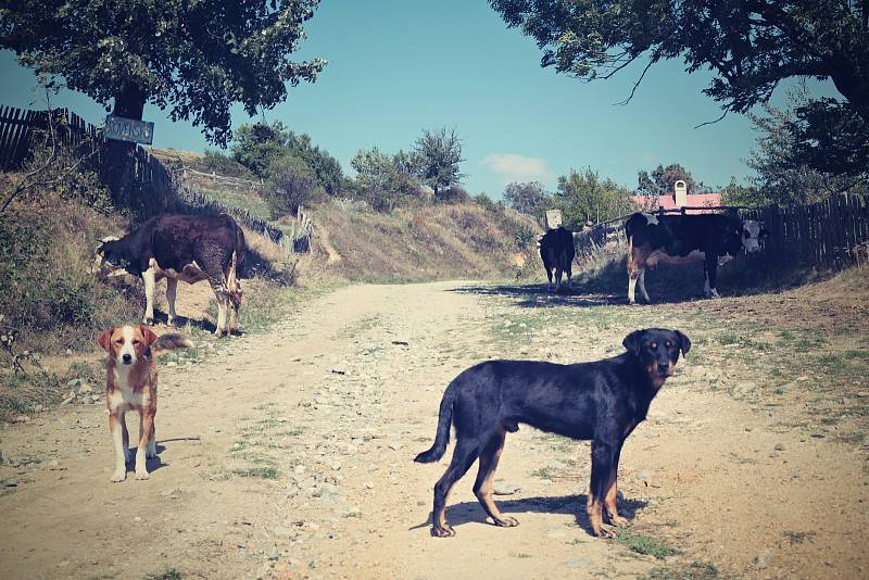 Poznávacím znakem Rumunska včetně českých vesnic v rumunském Banátu jsou toulaví psi