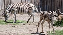 Mládě zebry v jihlavské ZOO.