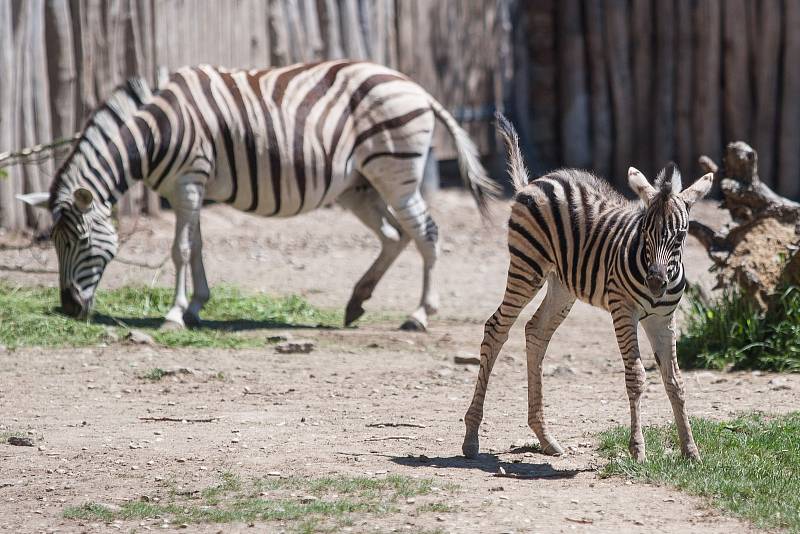 Mládě zebry v jihlavské ZOO.