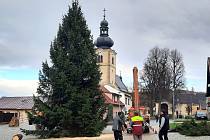 Do Stonařova na městečko dovezli v úterý vánoční strom. V sobotu ho rozsvítí.