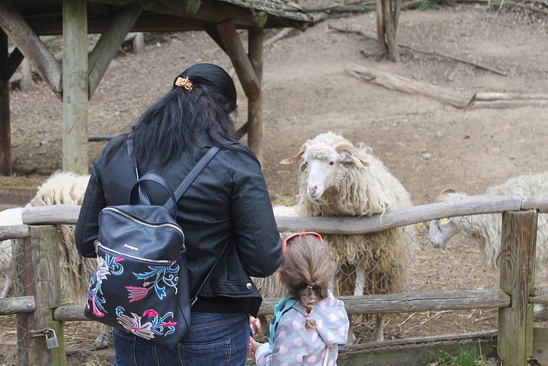 Po 115 dnech opět otevřela jihlavská zoologická zahrada. Nejčastěji přišly maminky s dětmi, které neodradilo ani chladné počasí.