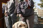 Přítel a pomocník. Vodicí pes na sebe často přitahuje pozornost okolí. Pro nevidomé je téměř nenahraditelným pomocníkem.  