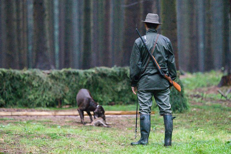 Na 43. ročníku Memoriálu Richarda Knolla se začátkem září v mysliveckých honitbách na Jihlavsku a Havlíčkobrodsku představili nejlepší jedinci z plemen ohařů z České republiky.