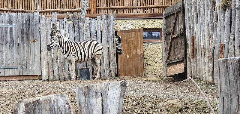 První dny byly v jihlavské zoologické zahradě poklidné. Návštěvníci neměli problém se ke zvířatům dostat, ta si to náležitě užívala.