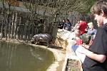 Velikonoční program pro děti přilákal dnes do zoologické zahrady stovky malých i velkých návštěvníků. Pořadatelé připravili slavnostní křtiny samičky orla skalního, jehož kmotrem byl známý herec Saša Rašilov.