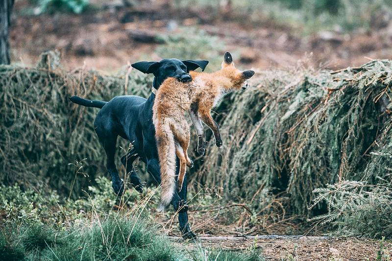 Všestranné zkoušky ohařů o putovní pohár hejtmana Kraje Vysočina se uskutečnily v honitbách mysliveckých spolků Větrný Jeníkov a Zbilidy. Akci pořádal Okresní myslivecký spolek Jihlava.