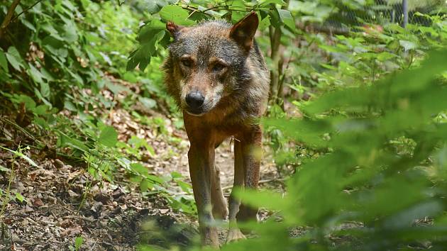 Tento týden dorazil do jihlavské zoo nový vlk. Jedná se o osmiletého samce z Tierpark Berlin.