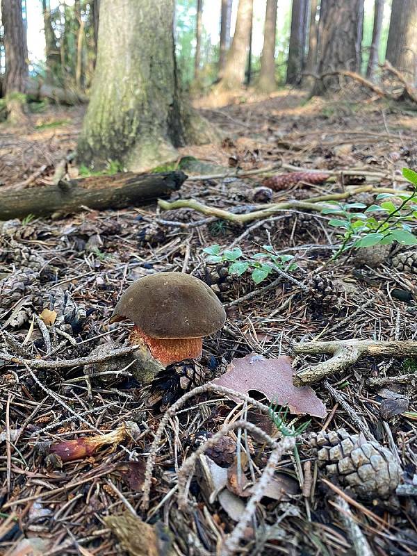 Rostou. Houbaři na Jihlavsku si domů nosí koše s houbami. Musí ale vědět, kde hledat.