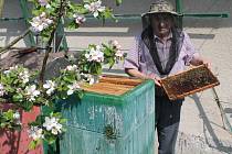 Do úlu s krátkými rukávy. Jaroslav Hájek se žihadel od včel nebojí, nikdy po nich prý neoteče.