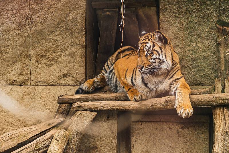 Ani v lednu není v jihlavské zoologické zahradě nuda. Zvířata se ráda ukazují.