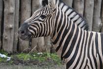 Nový hřebec zebry se rychle aklimatizoval a spolupracoval s chovateli.
