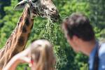 V jihlavské zoologické zahradě už jsou žirafy čtvrtým rokem. Po počátečních půtkách se ve výběhu zabydlely.