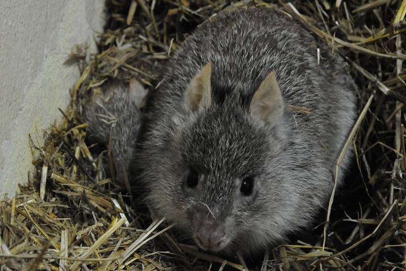 Klokánek rudohnědý ze ZOO Jihlava má mláďata, což je unikát.