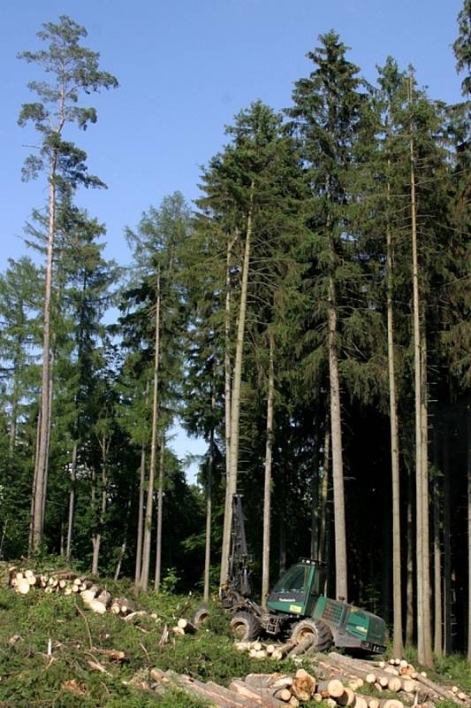 Hájenka pod Javořicí u Velkého pařezitého rybníka nedaleko Telče bude jedním z míst, kde se uskuteční Den za obnovu lesa.